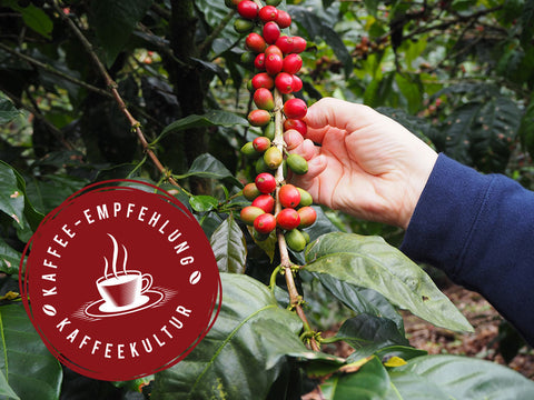 Kaffee-Empfehlung Herbst: Nicaragua Maragogype, „Laguna Verde“