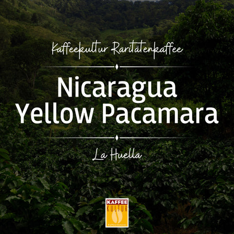 Nicaragua Yellow Pacamara San José